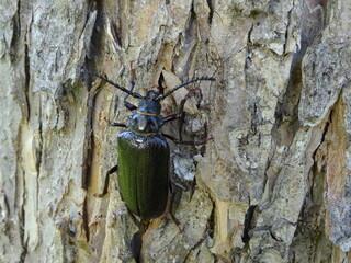 Prionus coriarius (sometimes referred to as "the tanner" or "the sawyer") on the tree bark.