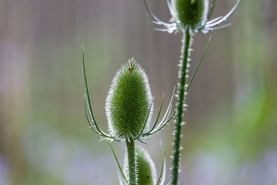 Spiny flower buds of a card thistle