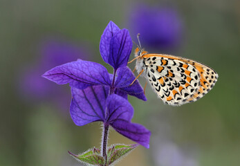 Lesser Spotted Fritillary