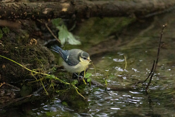 A blue tit at a feeding place