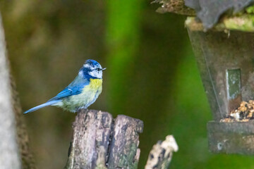 A blue tit at a feeding place