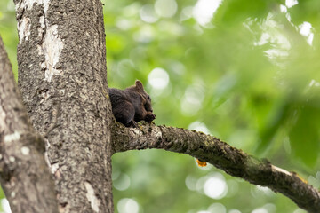 A squirrel sits between green leaves on a branch