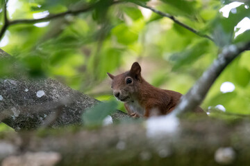 A squirrel sits between green leaves on a branch