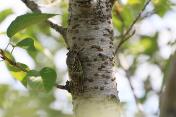 夏の昼下がりセミの鳴き声の止まないクマゼミの集まる木々