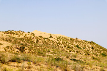 Fototapeta na wymiar landscape in the desert - sand dune slopes covered by grass