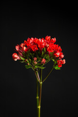 Top view of thin sprigs of ozothamnus plant with small flowers placed on black background