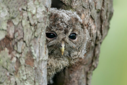 Juvenile  young The tawny owl or brown owl (Strix aluco) cautiously peeks out of the hole in a tree in the forest of Gelderland in the Netherlands.                             