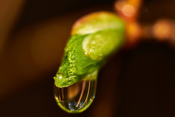 A drop of water on a green leaf close up