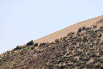 landscape in the desert - sand dune slopes covered by grass