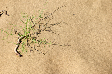 green plant in desert dune sand background