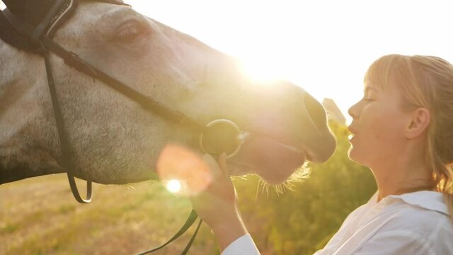 A beautiful woman loves her gray horse. A field at sunset, an active lifestyle outdoor. Happiness, smiles, laughter. Animal and people are friendship. horse kisses his mistress