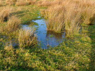 Dwingelerveld near Dwingeloo and Ruinen, Drenthe Province, The netherlands