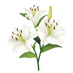 Fototapeta na wymiar Beautiful White Lily Flowers Boquet