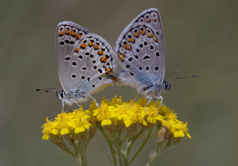 Eastern Brown Argus