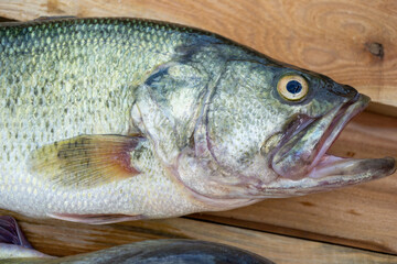 fish on a wooden board, freshly caught bass