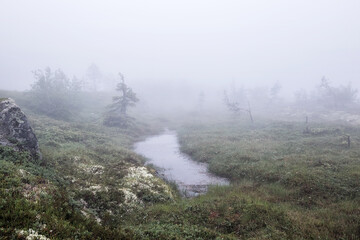 Summer landscape. Fog in the forest. Karelia. Russia