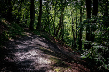 path in the forest