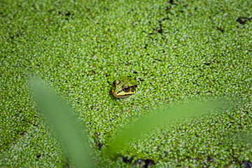 The frog is hiding in the pond