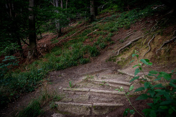 footpath in the woods
