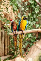 Pair of yellow, blue, red and green colored parrots perched on a tree branch, seeming to be angry as each one is looking to the side