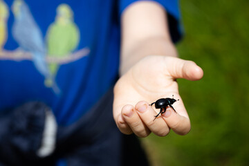 Beetle on the boy's hand © Jakub Wąsowicz