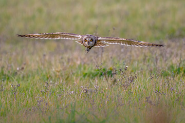 Short-eared owl (Asio flammeus) flying low over field with vole in talons - obrazy, fototapety, plakaty