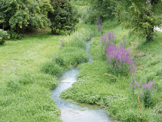 (Lythrum salicaria)Touffes de salicaires communes ou officinales au bord d'un ruisseau à fleurs en...