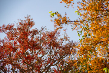 Duas árvores floridas com o céu azul ao fundo.  Mulungu - Erythrina mulungu e  Feijão cru- Platymiscium pubescens.
