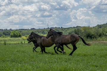 Pair of black horses galloping on a meadow