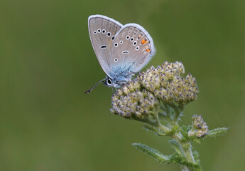  Hatay's Mazarine Blue