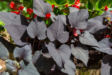 The sweet potato or sweetpotato (Ipomoea batatas) dark leaves in the garden. Black foliage of Morning glory.