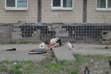 a group of homeless stray cats sitting waiting to eat