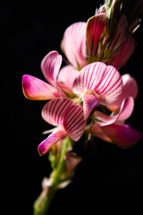 summer flower on the black background