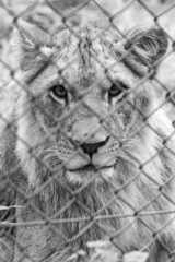 lionceau derrière grillage