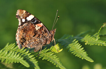Butterfly Red Admiral