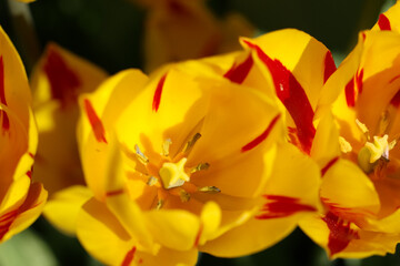 Fototapeta premium front top macro photography of a yellow-red tulip with selective focus. pistil and stamens 