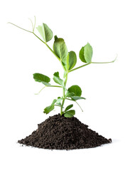 Baby pea sprout ready to plant isolated on white background