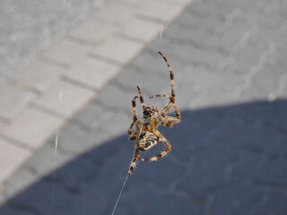  house angle spider on a thread 