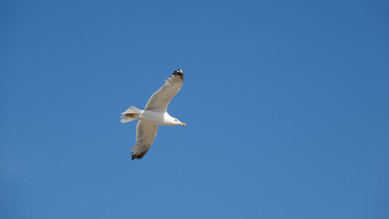 close up of a big seagull flying in the blue  sky	