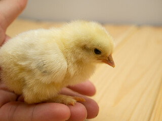 Yellow chick in hand. Close-up.