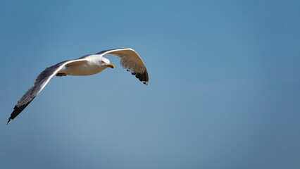 seagull flying in the sky
