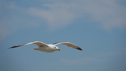 seagull flying in the sky