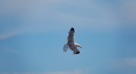 seagull flying in the sky