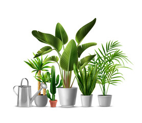 House Plants Realistic Illustration