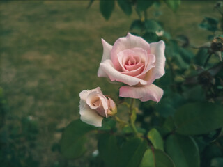 pink rose in garden