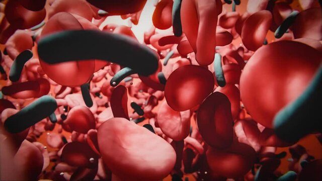 Blut und Bakterien: rote Blutk&ouml;rperchen und Stabbakterien in Blutkreislauf
