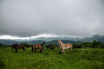Wild horses in the mountains during springtime