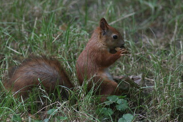 Naklejka na ściany i meble Squirrel in the summer park
