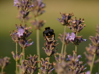 Bumblebee on lavender flower, Gdansk, Poland