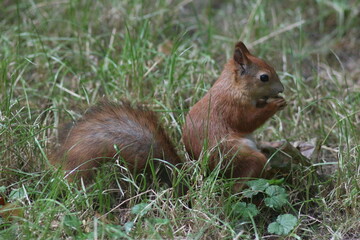 Squirrel in the summer park